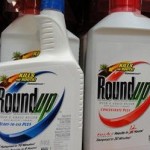 Photo of containers of Roundup