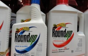 Photo of containers of Roundup