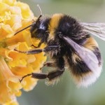 Photo of a bumblebee on a yellow flower