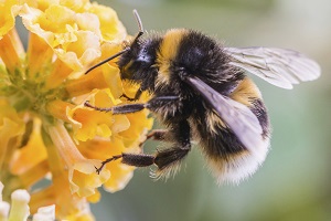 Photo of a bumblebee on a yellow flower