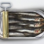 Photo of sardines in a tin