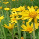 Photo of Arnica montana flowers