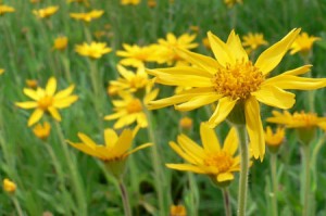 Photo of Arnica montana flowers