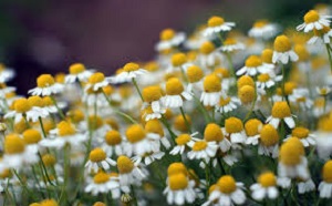 photo of camommile flowers