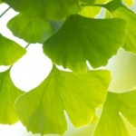 phot of ginkgo biloba leaves