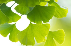 phot of ginkgo biloba leaves