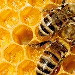 photo of honeybees in the nest