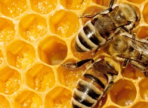 photo of honeybees in the nest