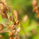 Close up photo of oats in a field