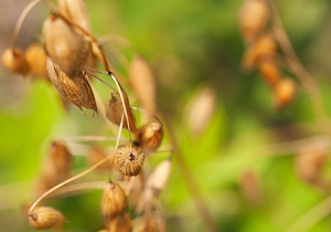 Close up photo of oats in a field