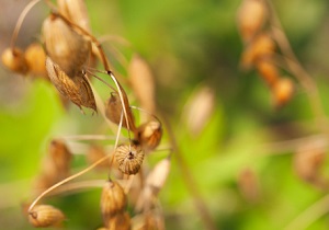 Close up photo of oats in a field