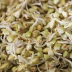 photo of buckwheat sprouts