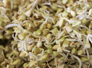 photo of buckwheat sprouts