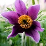 photo of a pasque flower