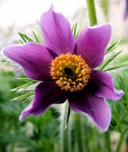 photo of a pasque flower