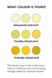 Mind your pees! What urine colour can tell you about hydration