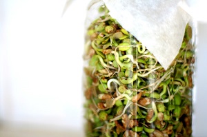 photo of sprouted grains in a jar