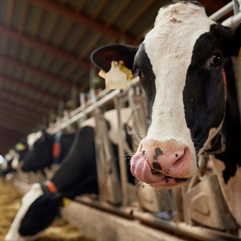 GMO bacteria in animal feed spreading antibiotic resistance