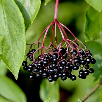 Elderberry compounds help minimise flu symptoms